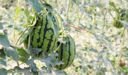 陇南吃瓜网红是谁,揭秘瓜乡美食魅力